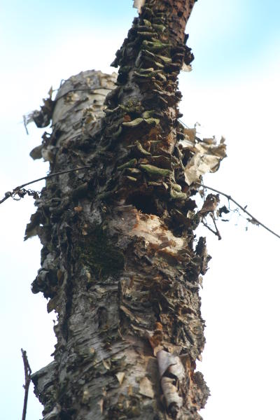 decrepit stump with nest opening