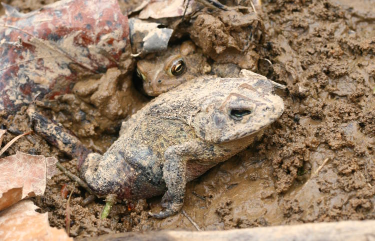 American toad Anaxyrus americanus emerging from hibernation mud behind dead specimen