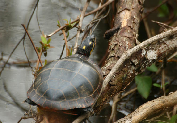 painted turtle Chrysemys picta displaying remarkable patience