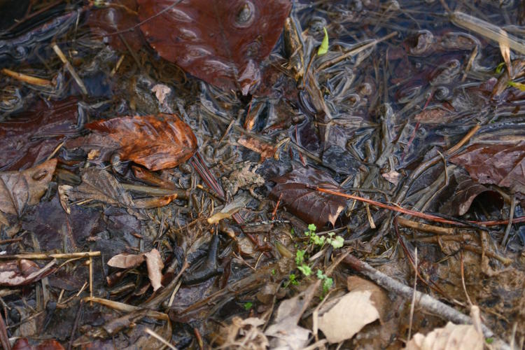 small frog, possibly cricket frog, sitting amongst leaf litter at river edge