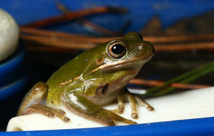 second green treefrog Hyla cinerea of 2018 sitting on rain barrel