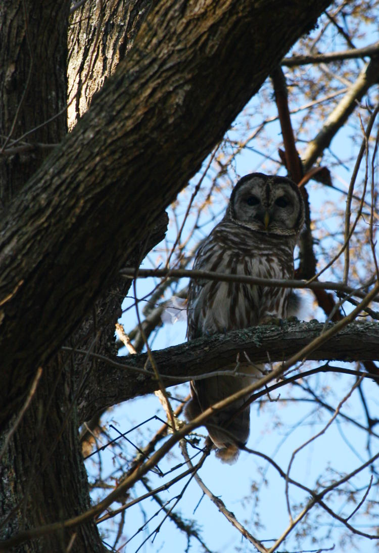barred owl Strix varia watching our approach with distinct wariness