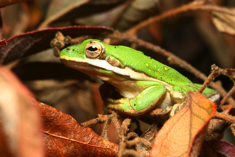 green treefrog Hyla cinerea newly emerged  in spring