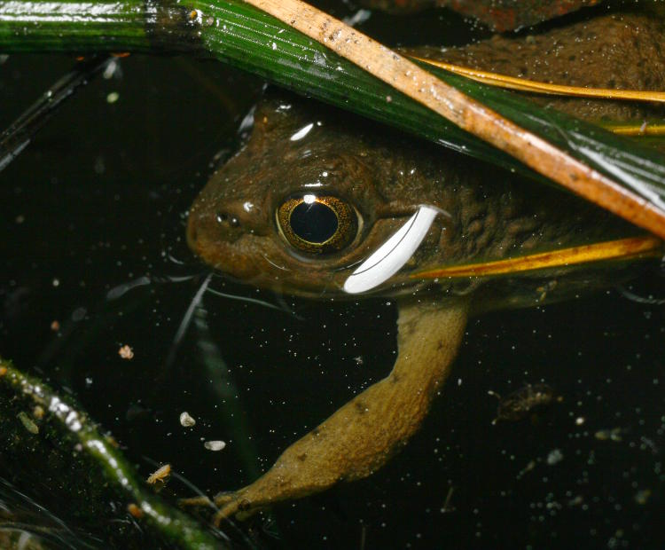 green frog Lithobates clamitans not spooked enough to submerge