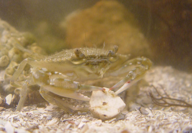 juvenile Atlantic blue crab Callinectes sapidus posing with dislodged barnacle