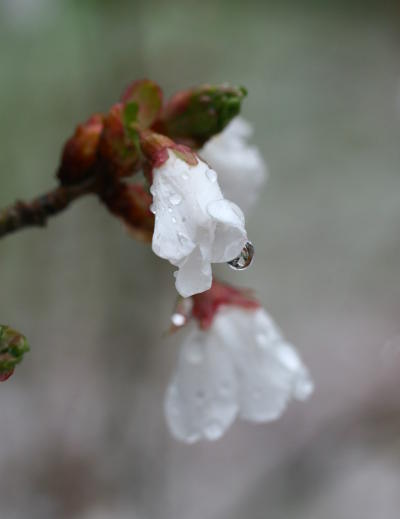 melted snowflakes (so, water drops) on weeping cherry blossoms