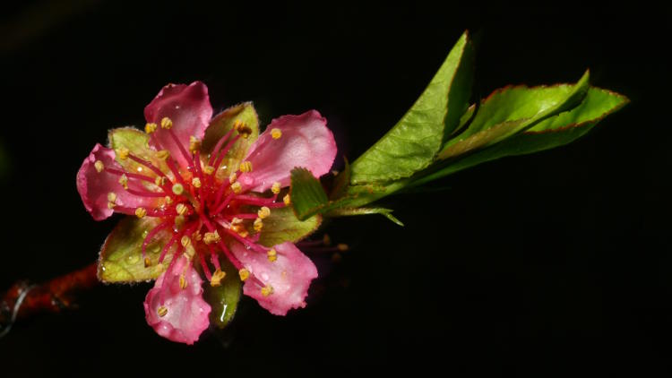 first blossom on almond tree Prunus amygdalus