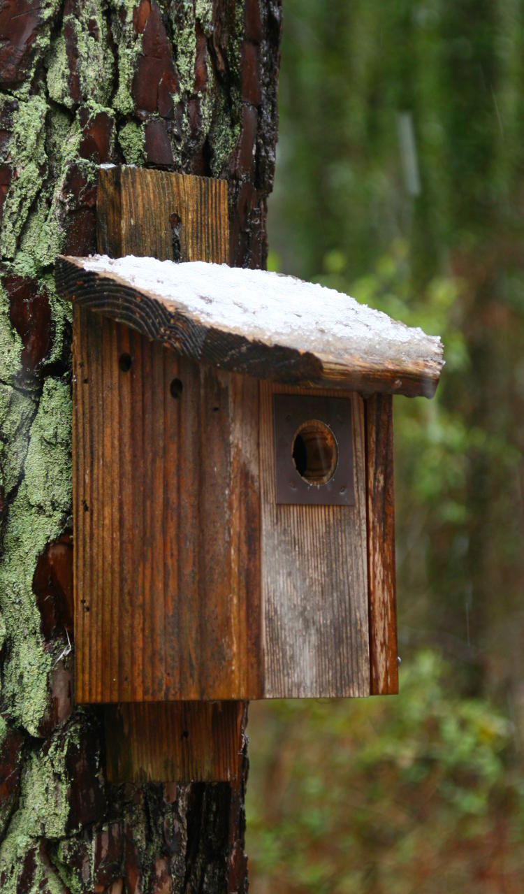 snow on birdhouse on March 12