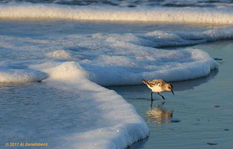 sanderling Calidris alba running ahead of encroaching seafoam