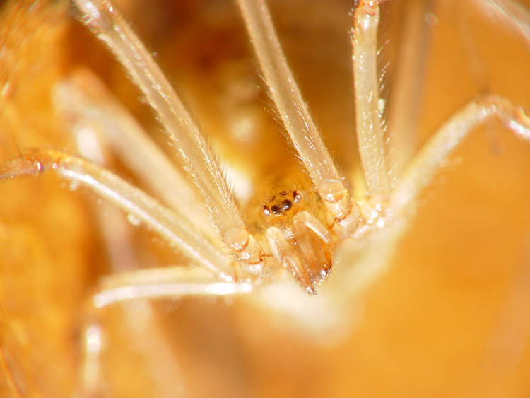 common house spider Parasteatoda tepidariorum portrait