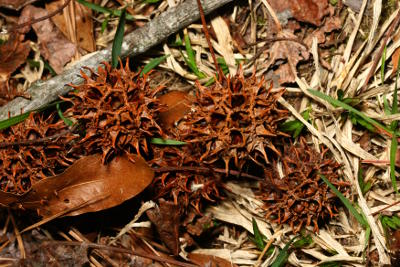 gumball seed pods from American sweetgum Liquidambar styraciflua