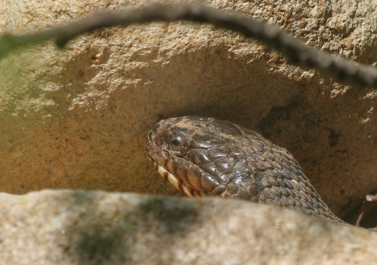 northern water snake Nerodia sipedon sipedon peeking out