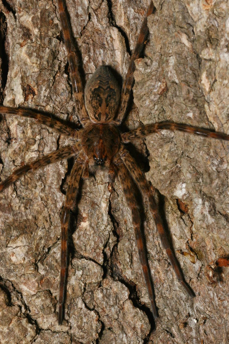 fishing spider Dolomedes tenebrosus posing helpfully but boringly