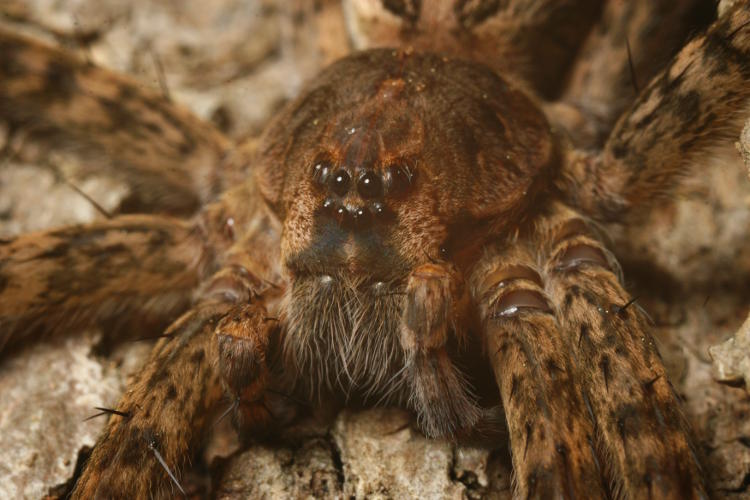 fishing spider Dolomedes tenebrosus portrait