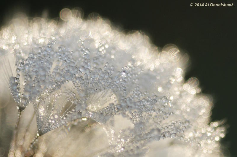 backlit morning dew on dandelion blossom