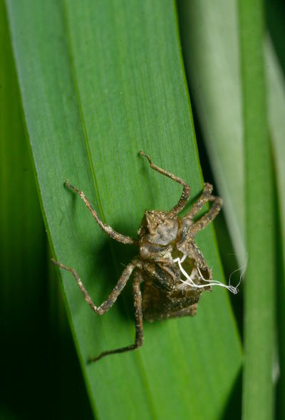 extremely early or very resilient molted exoskeleton of dragonfly