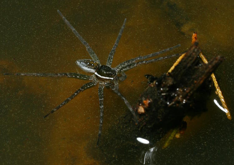 small six-spotted fishing spider Dolomedes triton floating on pollen-stained puddle