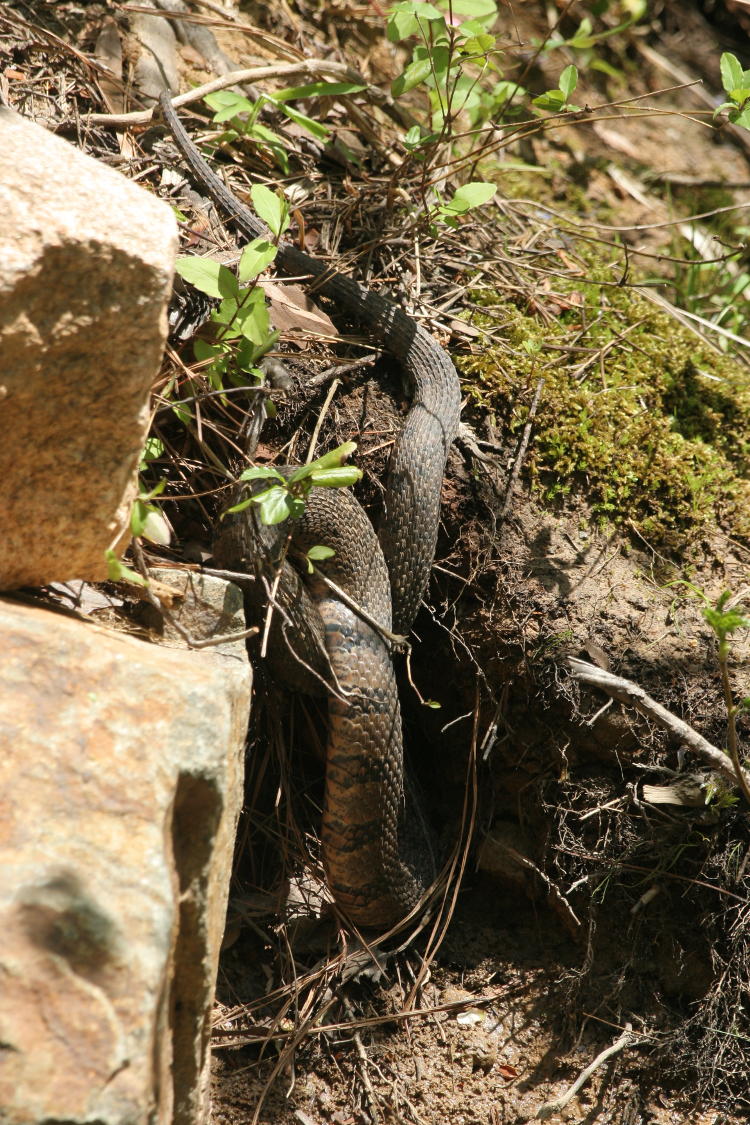 northern water snake Nerodia sipedon sipedon looking for a home