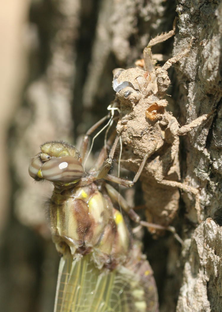 recently emerged adult dragonfly on exoskeleton