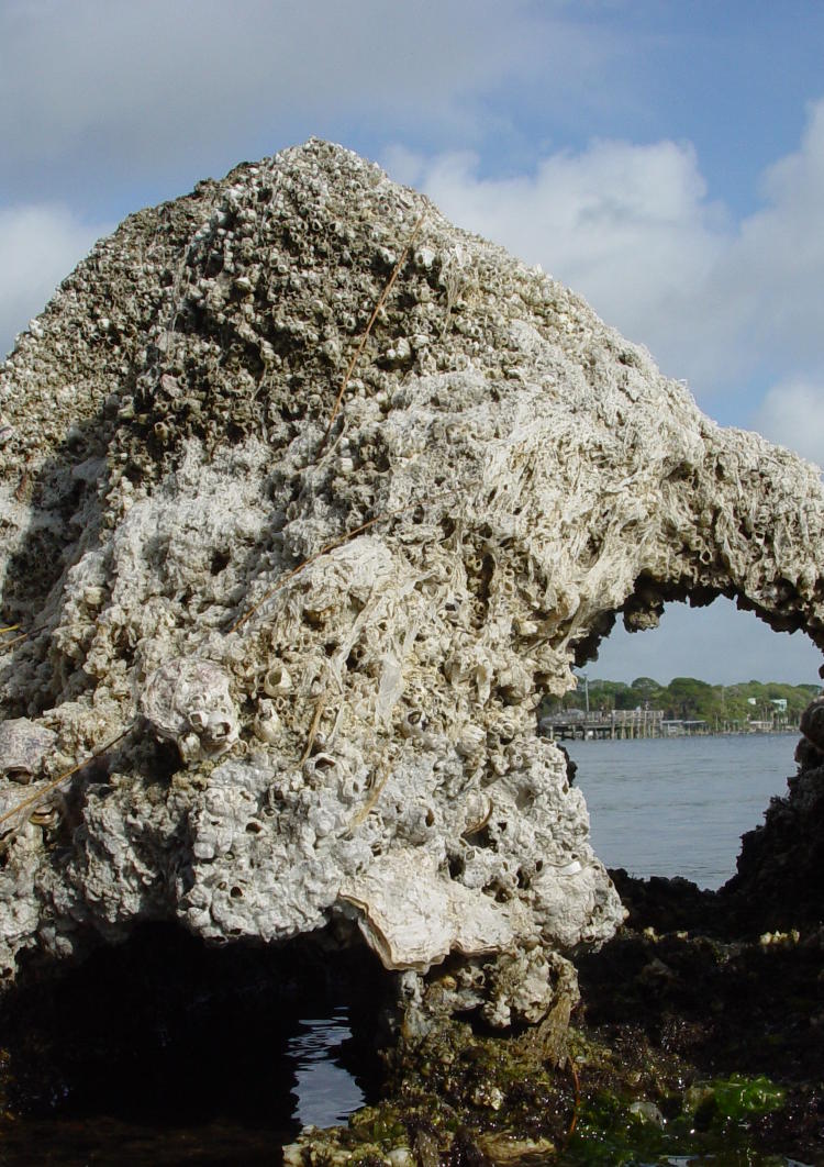 barnacles and oysters on small rock in Indian River Lagoon