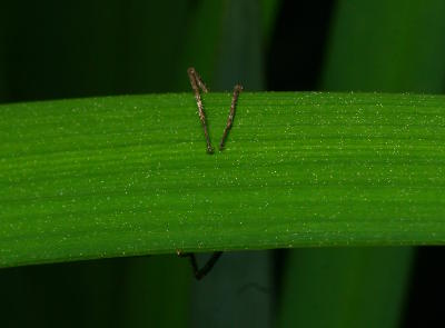 suspicious legs from underneath leaf