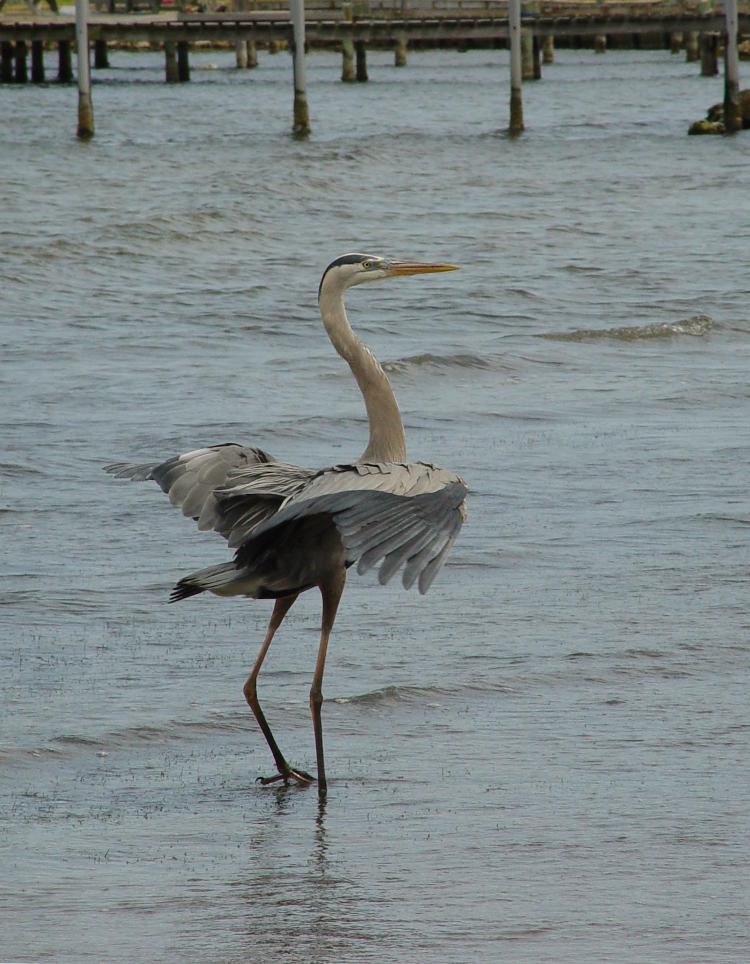 great blue heron Ardea herodias touching down after posing for lovely flight photo