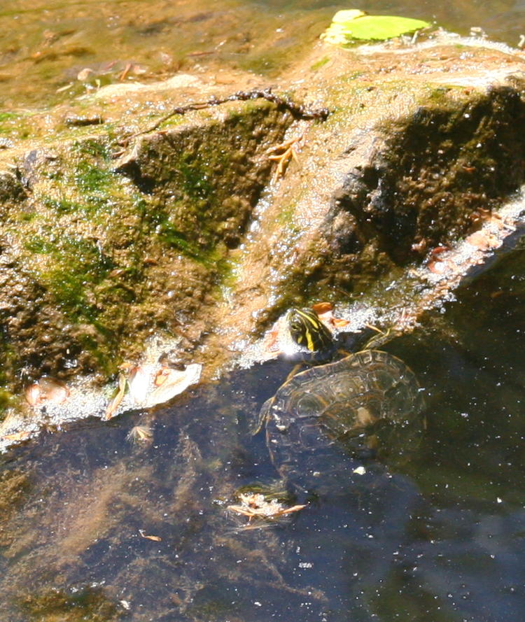 juvenile river cooter Pseudemys concinna peeking from water