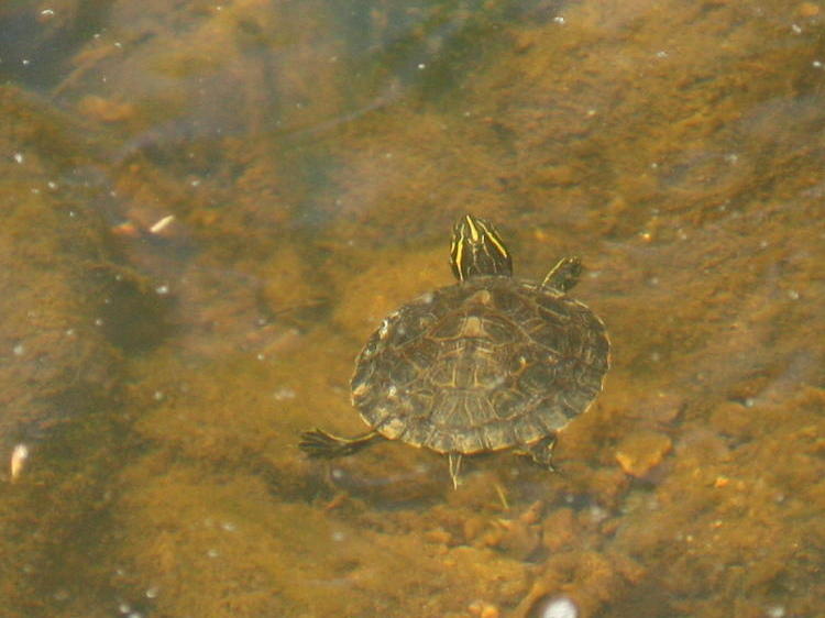 juvenile river cooter Pseudemys concinna making good its escape