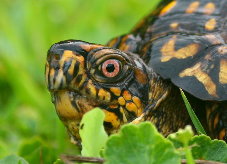 tighter crop of same eastern box turtle Terrapene carolina carolina