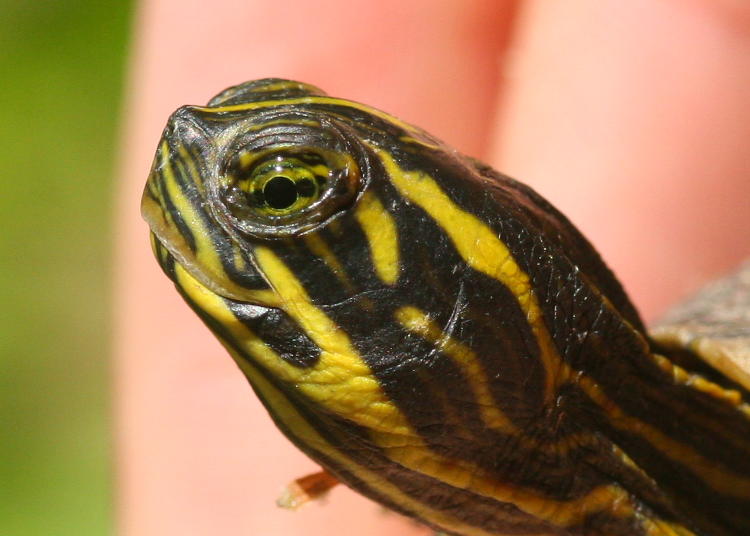 profile of juvenile river cooter Pseudemys concinna