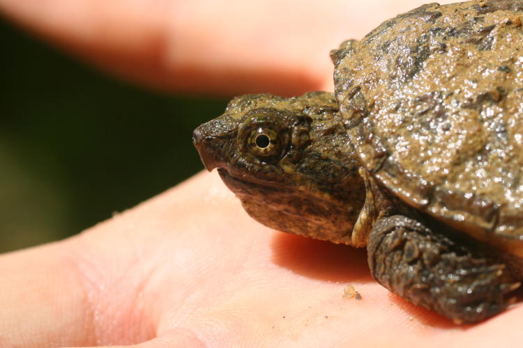 young common snapping turtle Chelydra serpentina being held in palm