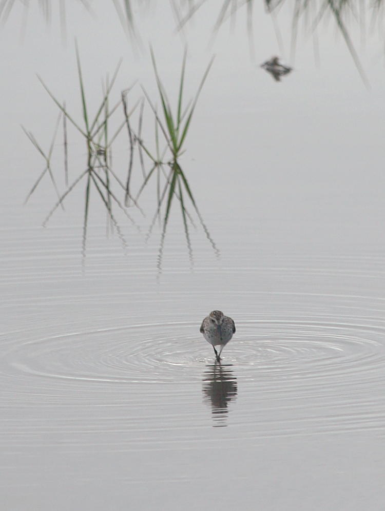 sanderling Calidris alba foraging on flood plain