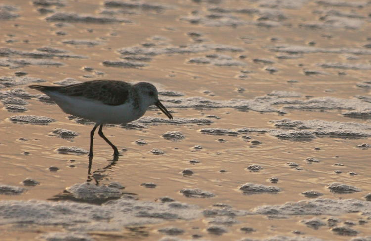 sanderling Calidris alba pacing among the surf bubbles