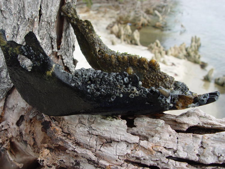 hog jawbone covered in barnacles