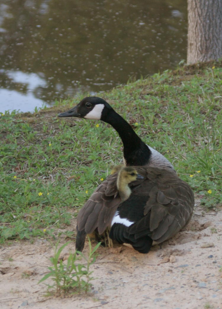 mother Canada goose Branta canadensis with chick peeking from under wing