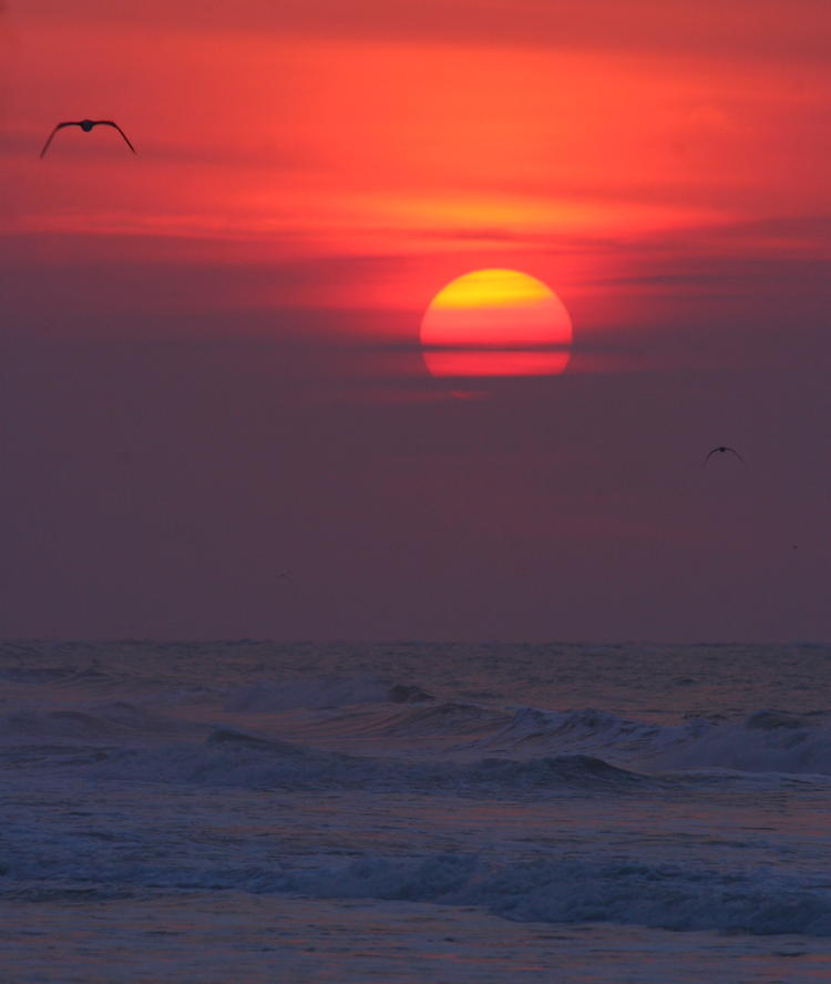 a pair of gulls against sunrise sky at North Topsail Beach