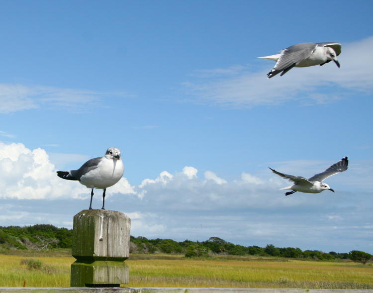 laughing gulls Leucophaeus atricilla migrating and not