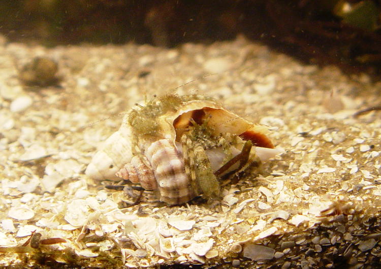 two tiny unidentified hermit crabs embracing