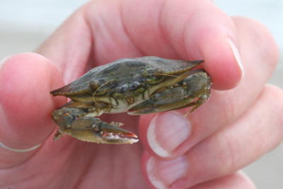 juvenile Atlantic blue crab Callinectes sapidus in The Girlfriend's hand