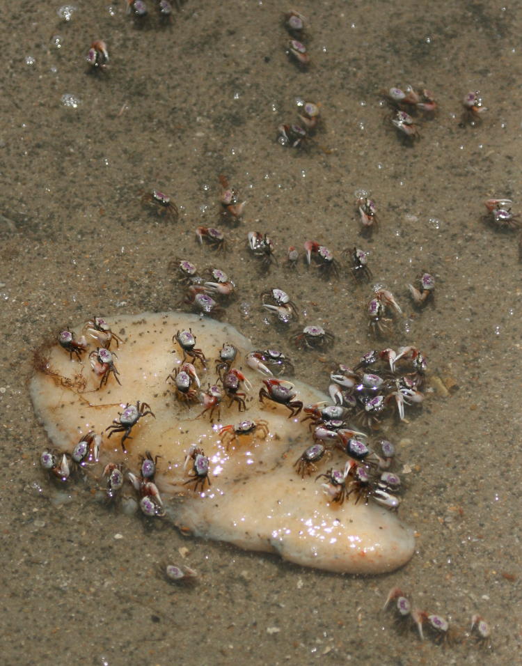 Atlantic sand fiddler crabs Uca pugilator scavenging unidentified blob