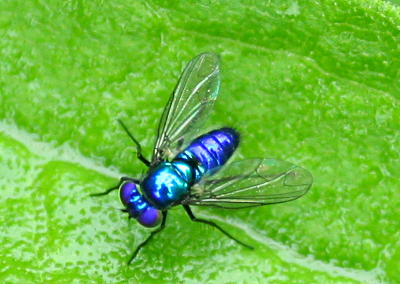 probable Condylostylus mundus close inset of previous frame