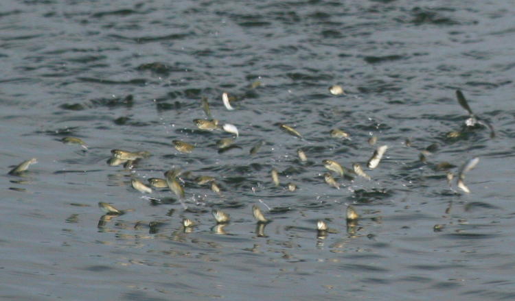 unidentified minnows spring from the water in unison