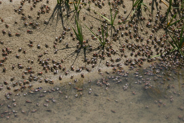 colony of Atlantic sand fiddler crabs Uca pugilator swarming at water's edge