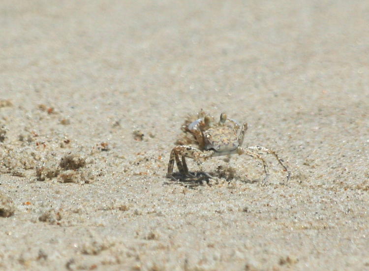 Atlantic ghost crab Ocypode quadrata with burden of sand cleaned from burrow