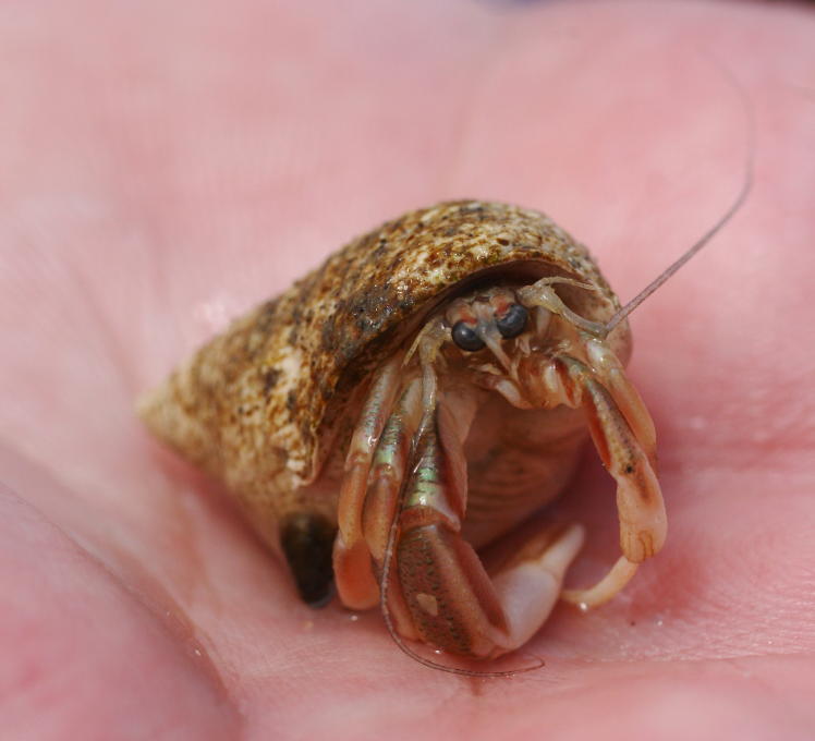 unidentified small hermit crab