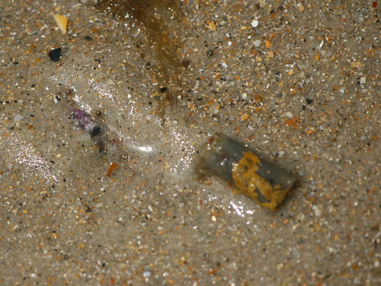 Atlantic sand fiddler crab Uca pugilator buried alongside cigarette butt
