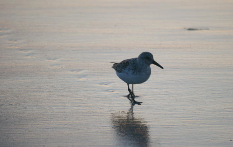 sanderling Calidris alba leaving footprints on delicately-colored sand