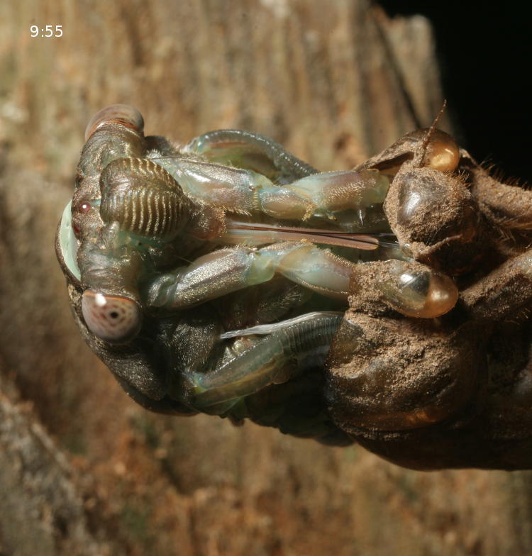 unidentified fourth instar cicada molting showing forelegs and proboscis