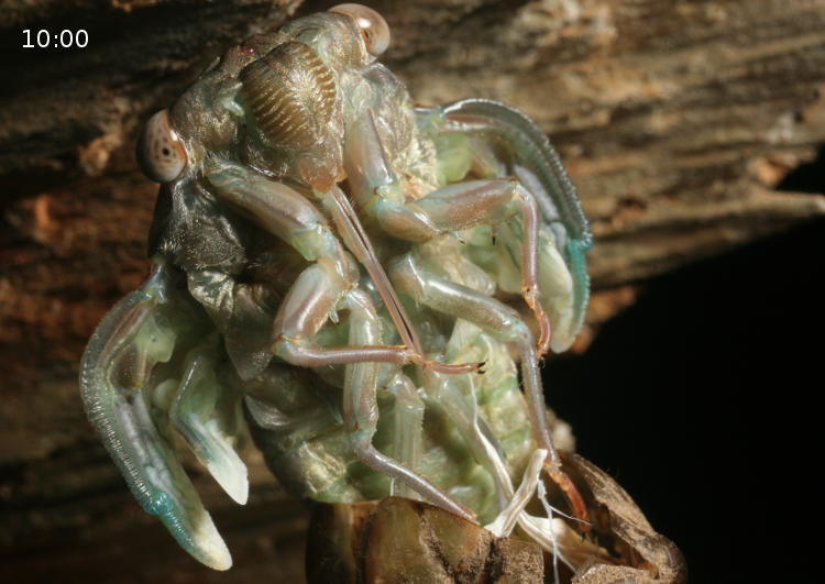 unidentified fourth instar cicada molting