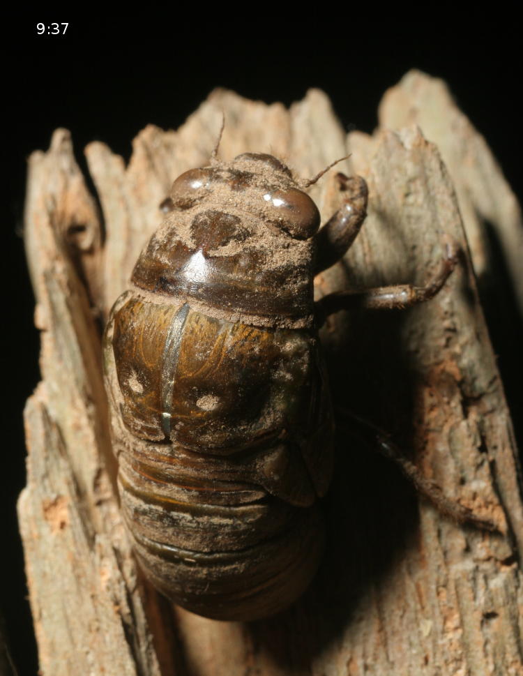 unidentified fourth instar cicada just beginning final molt